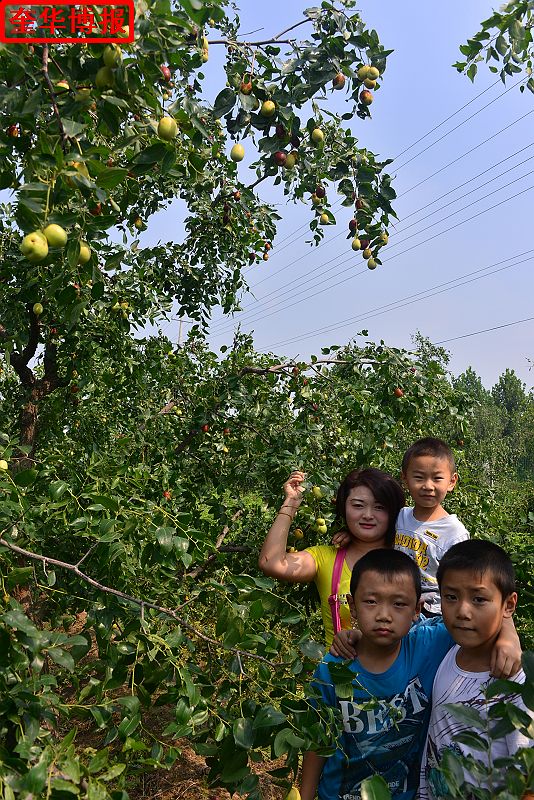 2014年9月13日星期六，聊城市民及济南、青岛的游客来到山东省茌平县肖庄镇圆铃大枣生态园里，进行自由采摘， ...