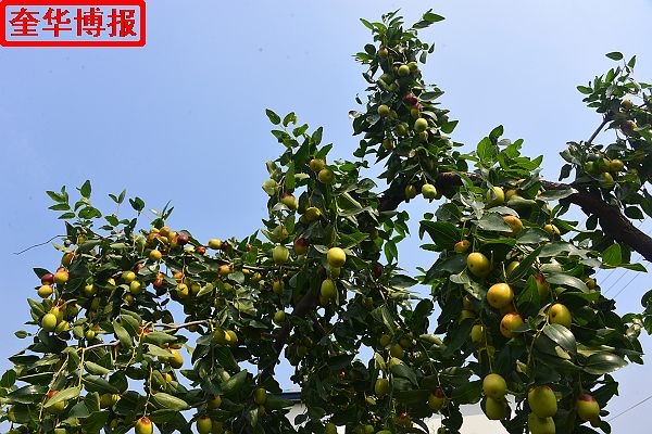 2014年9月13日星期六，聊城市民及济南、青岛的游客来到山东省茌平县肖庄镇圆铃大枣生态园里，进行自由采摘， ...
