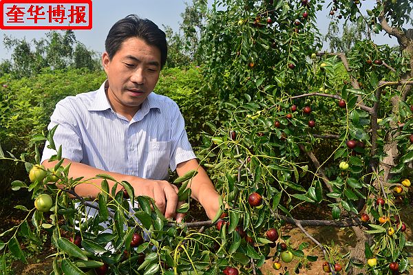 2014年9月13日星期六，聊城市民及济南、青岛的游客来到山东省茌平县肖庄镇圆铃大枣生态园里，进行自由采摘， ...