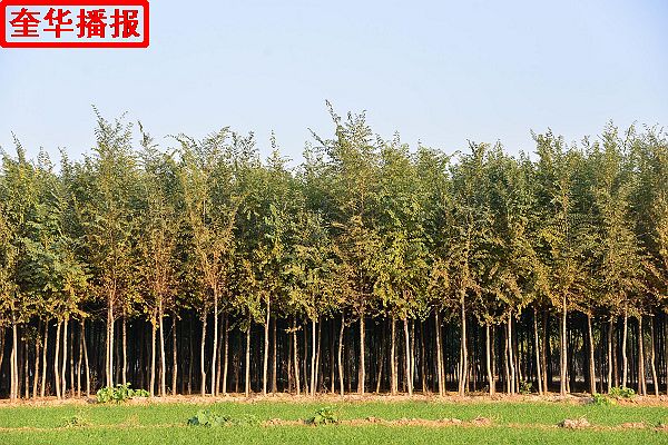 2014年11月17日，茌平县田园绿化苗木生产基地一撇。