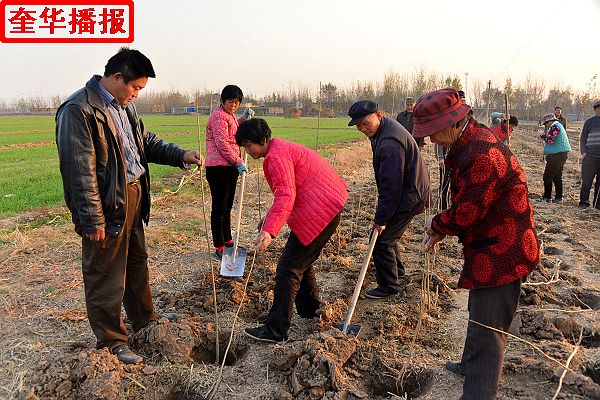 2014年11月17日，村官选举前夕，山东省茌平县乐平镇温坊村村官李树河（左一），在村北160多亩村流转土地上带 ...