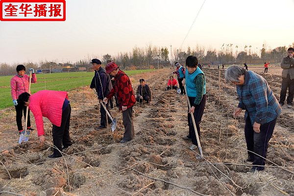 2014年11月17日，村官选举前夕，山东省茌平县乐平镇温坊村村官李树河，在村北160多亩村流转土地上带领村民植 ...
