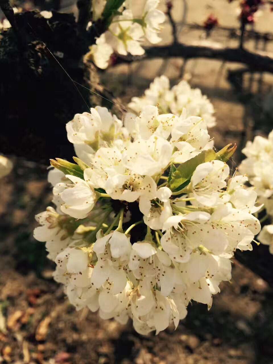 QQ图片20170414153043.jpg