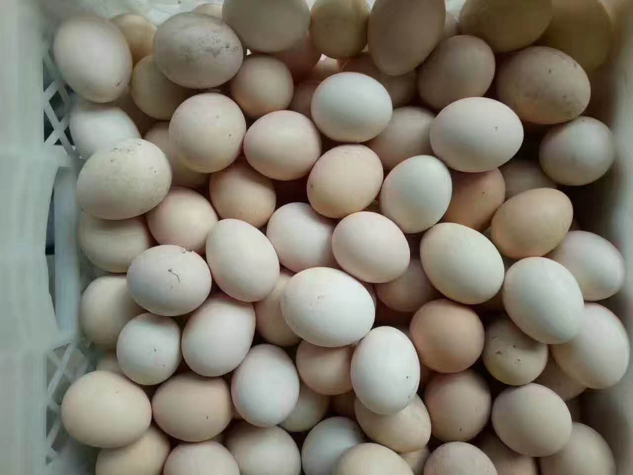 045A6D35-694D-4CAB-BB44-C6E64AB11BF8-266-00000026FCB96455_tmp.jpg