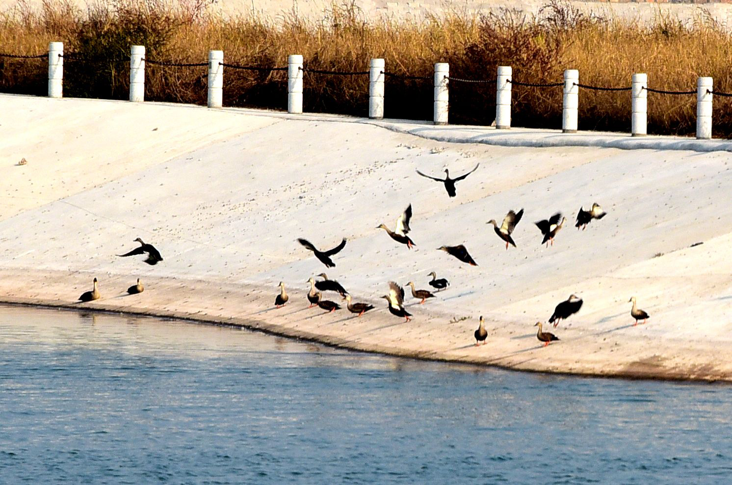2017年10月20日，山东省茌平县贾寨镇茌平如意湖美景。 (27).jpg