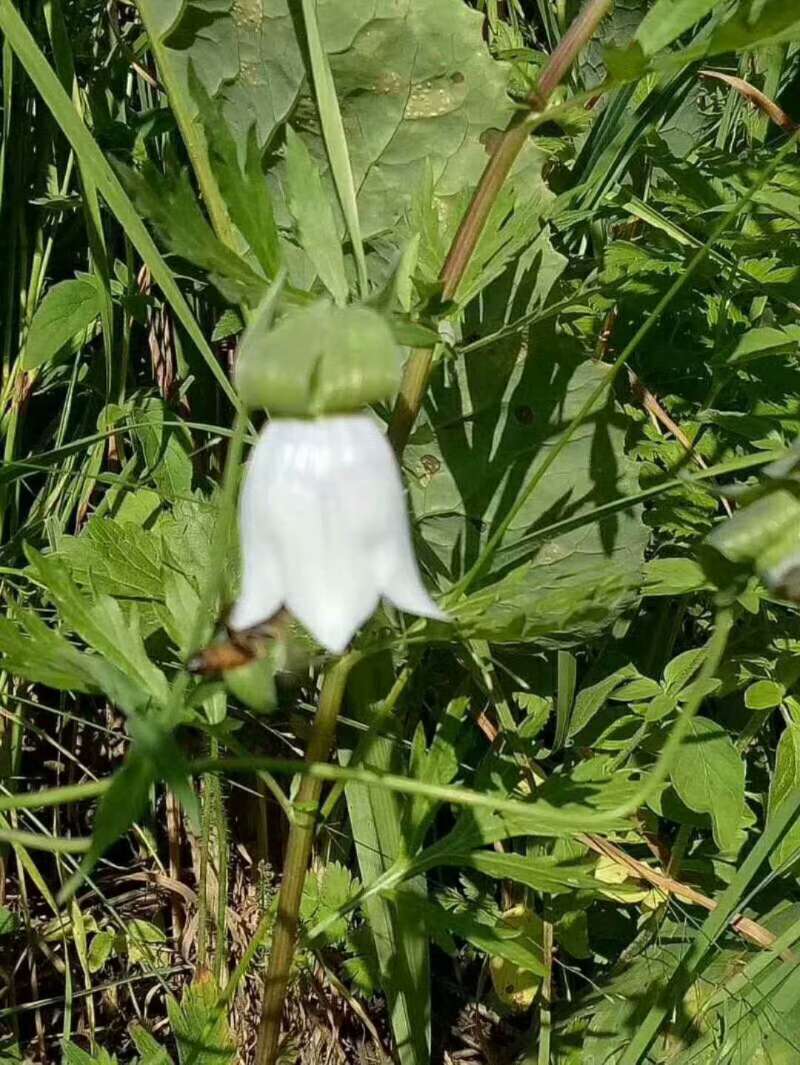 蜂蜜