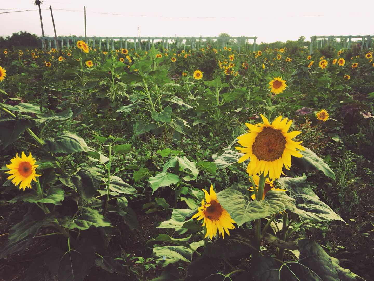 774A0423-DE54-4CB8-9062-D23CCC96111D.jpeg
