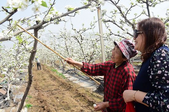 2018年4月2日，山东省茌平县振兴街道吴官屯常路春的梨园、草莓大棚。 (52).JPG