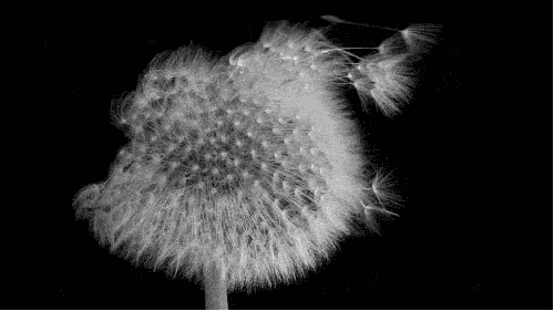 EC847EFA-A8E3-4C87-9976-B30CFA44EF93.gif