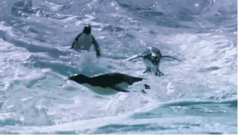 0F053045-0D22-44CD-9E74-88F91CA5DC98.gif