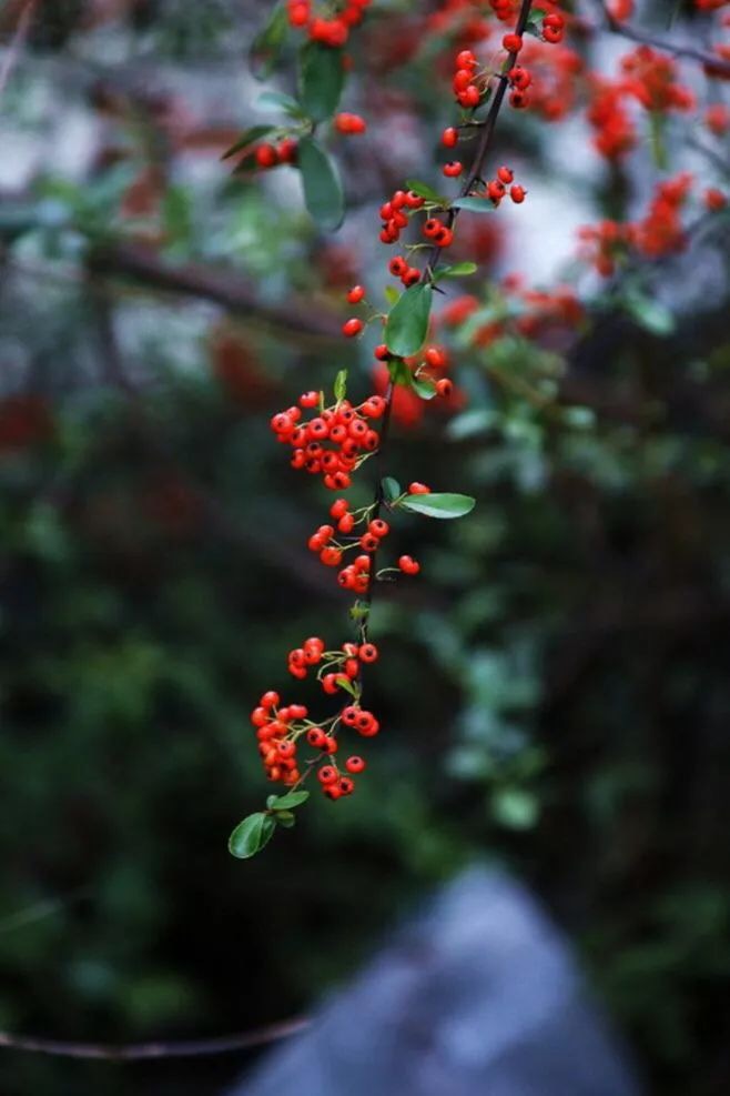 93B90A12-C673-43AC-A003-2EEADAF8C89F.jpeg