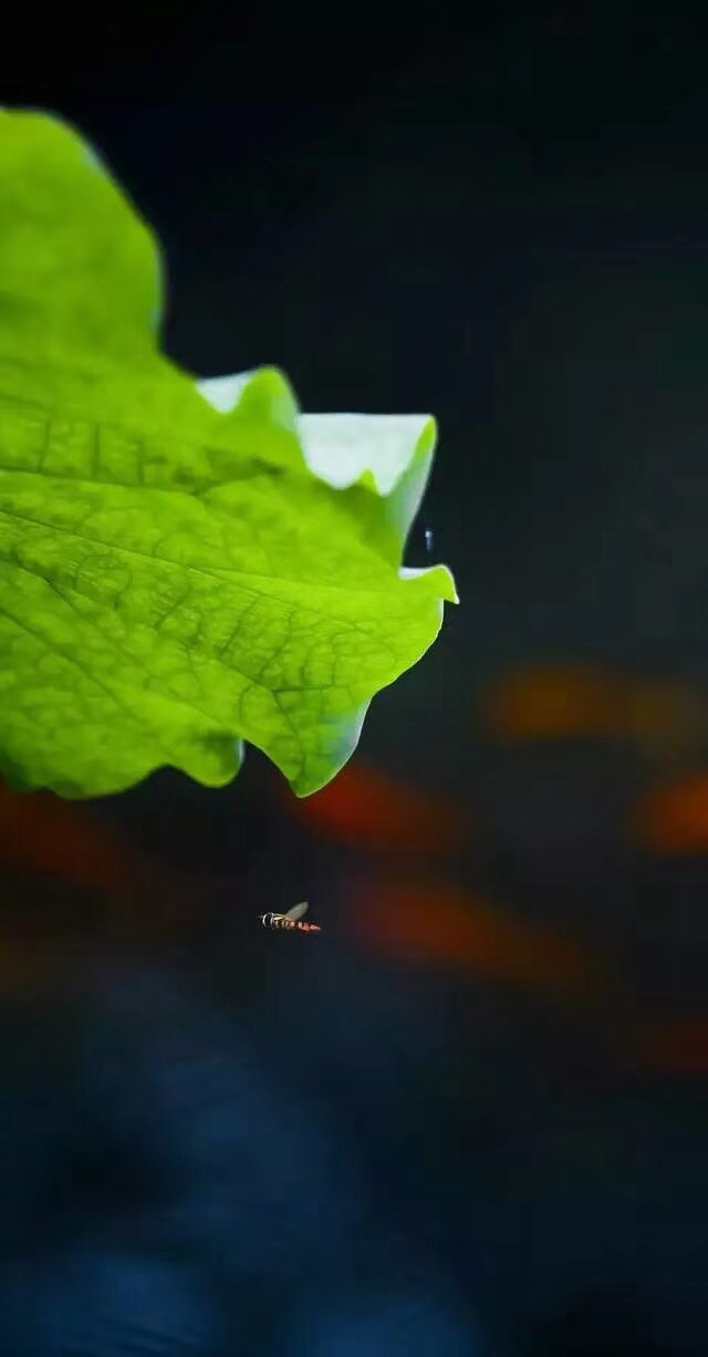 4C35DB41-1505-4A4A-B5DA-8E3FC8BBB5A5.jpeg