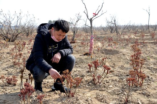 　　2020年3月12日，山东定陶区菏泽牡丹园园区一瞥。