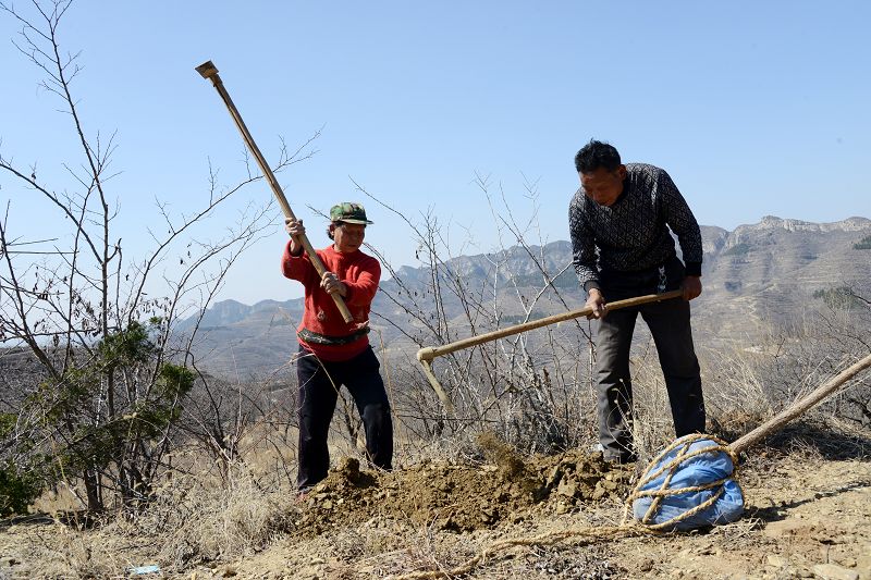 2020年3月17日，我为祖国种棵树活动在博山区大山深处泉子村植树现场。 (47).JPG